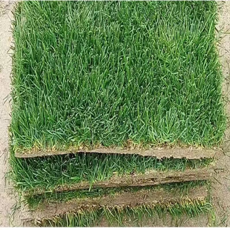 马尼拉草皮 50*2*40mm高清大图