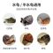 玩伴龟两只(2只优惠) 宠尚天 乌龟缸带晒台带2只小乌龟巴西龟活物活体宠物龟带龟缸龟盆