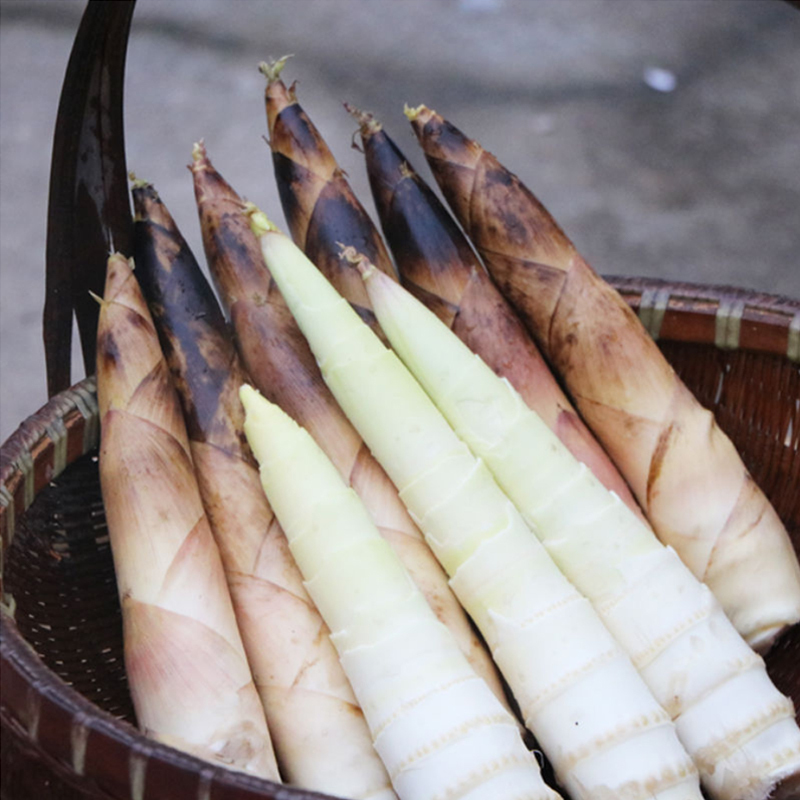 新鲜雷竹笋5斤装雷笋新鲜竹笋新鲜蔬菜陈小四水果