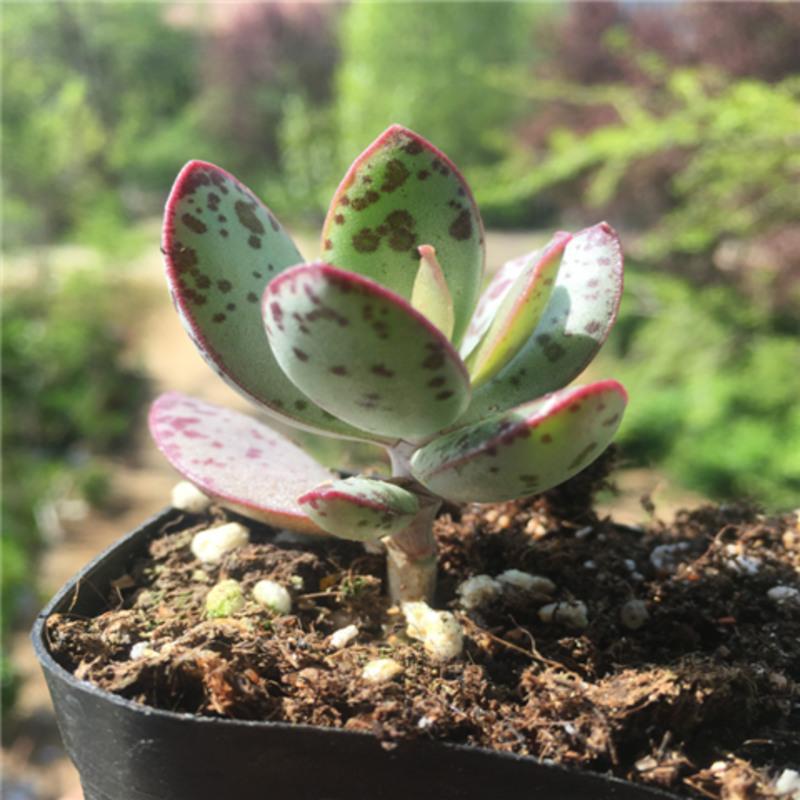 梅花鹿多肉植物 赤兔水泡多肉 海豹水泡多肉 玛丽安水泡 状态好 精养婴儿手指双头实拍 不含盆