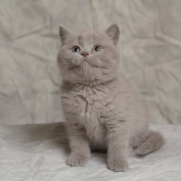 英国蓝猫 英国短毛猫蓝猫 纯种蓝猫幼崽 猫咪幼猫
