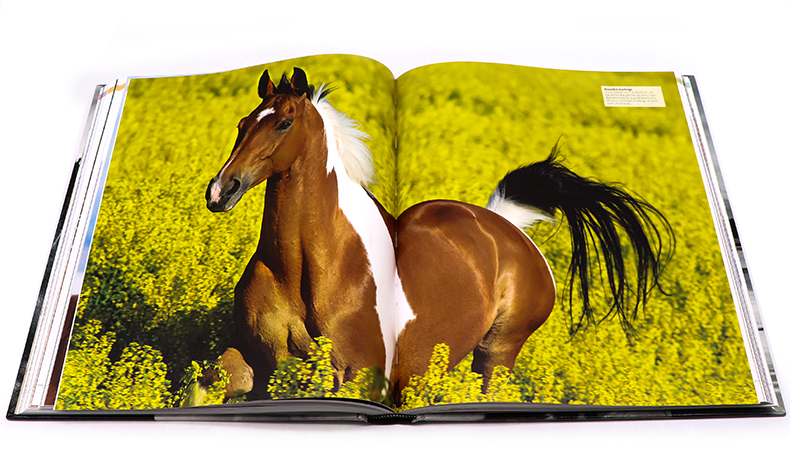 [正版]DK马类图解百科全书 The Horse Encyclopedia 英文原版马类品种 进化解剖起源知识 护理喂高清大图