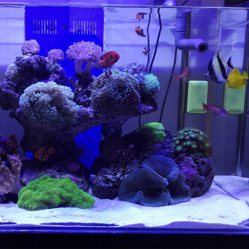 鱼缸底砂 鱼缸装饰白砂白沙白色石头水族箱底沙铺底白石子底床高清大图