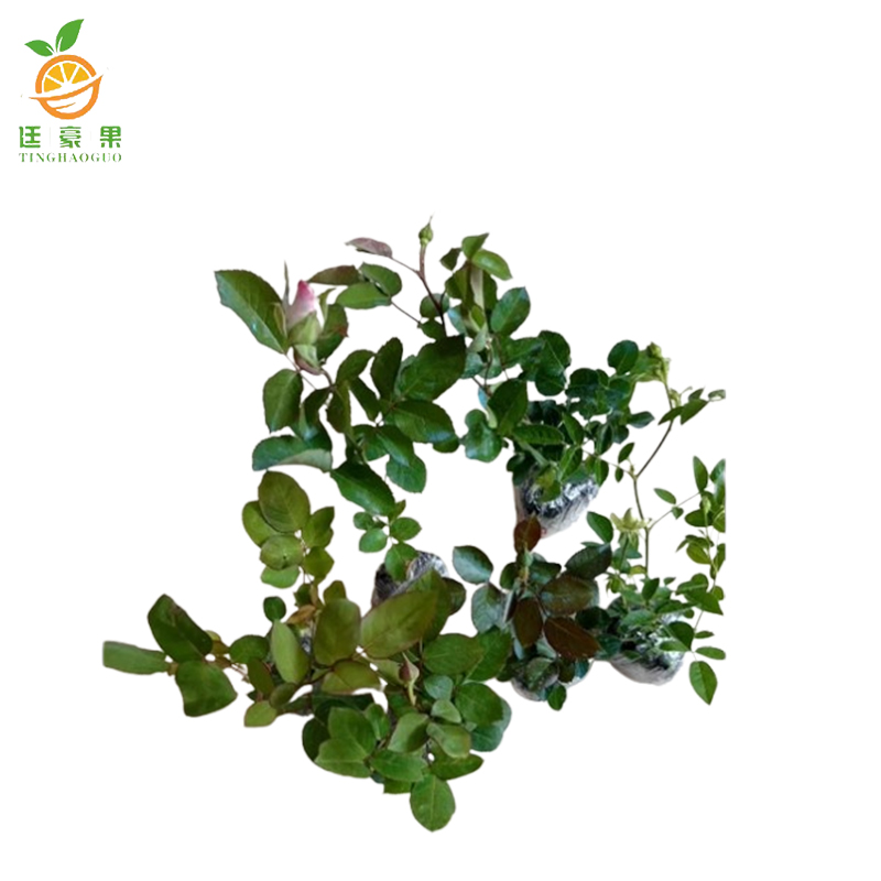 廷豪果 月季花 3-5枝 /盆高清大图