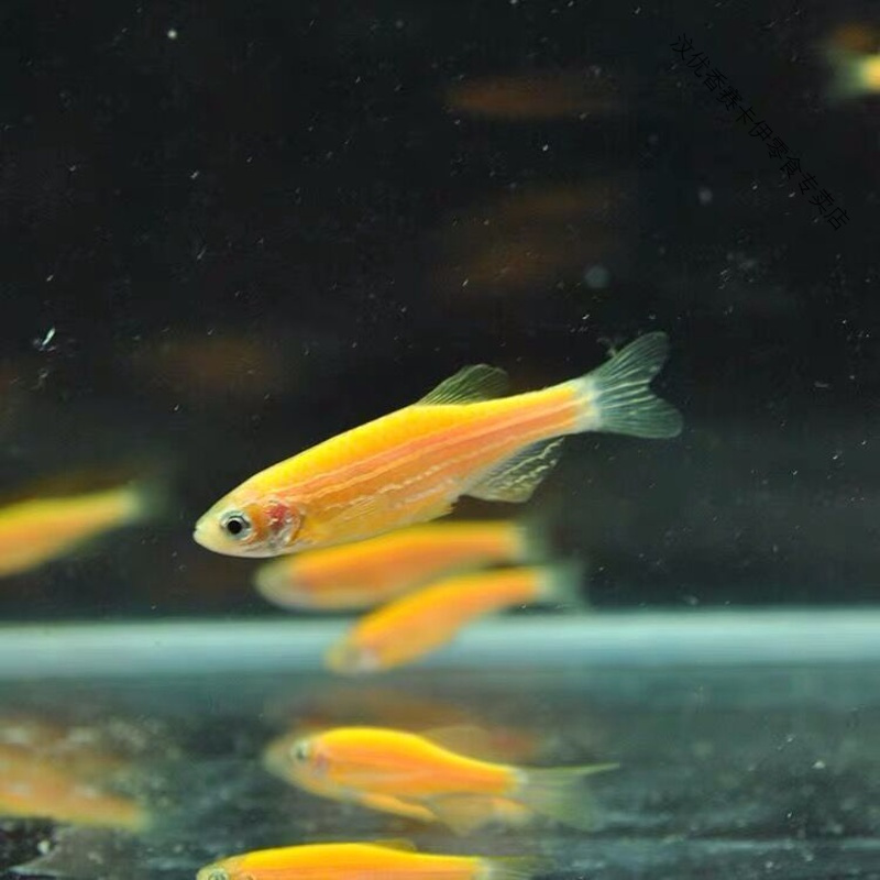 多彩斑马鱼灯科淡水小型活体观赏鱼红蓝青金黄斑马鱼好看耐活易养 红斑马10条