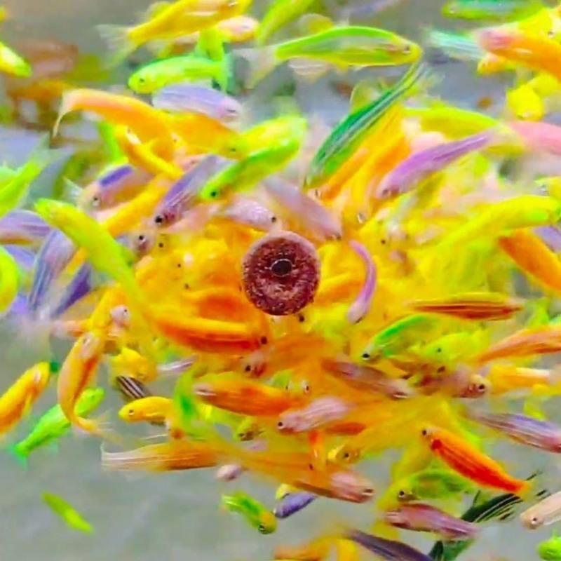 糖果斑马鱼观赏鱼热带鱼小型鱼水族活体非常好养耐活观赏鱼糖果152