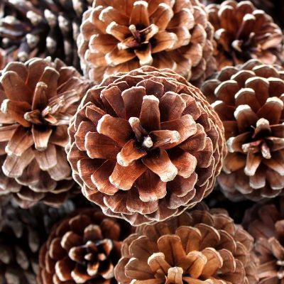 2-10cm野生天然松果圣诞松塔松果球装饰摆件幼儿园手工松果画[8月2日