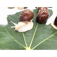 蜗牛活体宠物白玉蜗牛巨型大蜗牛宿舍小蜗牛教学学生科学实验套餐