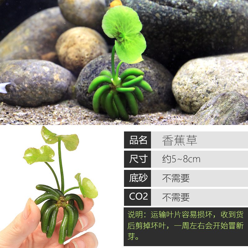 鱼缸造景套餐性水榕沉木真水草淡水无土植物增氧趴地矮珍珠