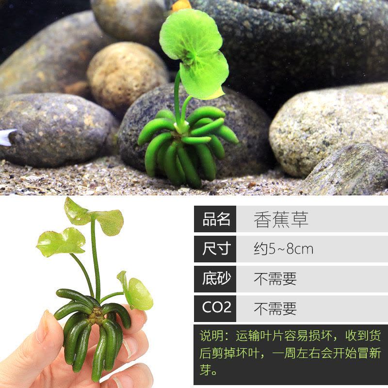 鱼缸造景套餐性水榕沉木真水草淡水无土植物增氧趴地矮珍珠图片