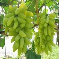 逍遥（qingya）新疆【金手指】葡萄苗木盆栽果树苗 甜 大苗当年结果 6年苗 51cm(含)-80cm(含)