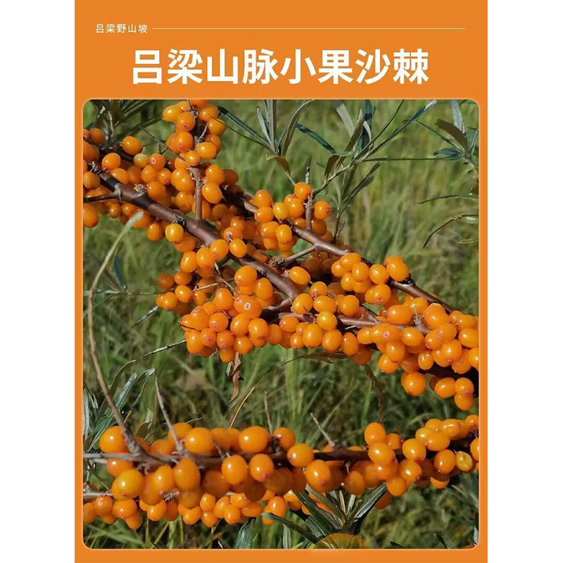 吕梁 野山坡180ml沙棘原浆 3瓶高清大图