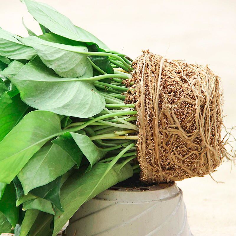 大绿萝新内吸除甲醛吊兰花卉绿植绿箩 抗雾霾小盆栽植物