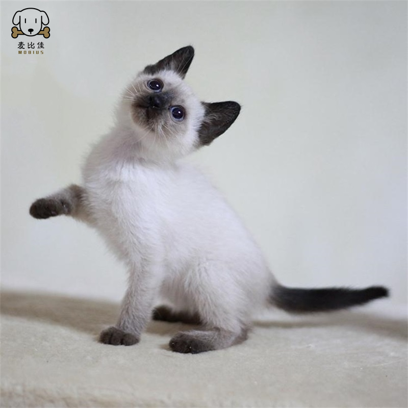 麦比佳 暹罗猫幼猫 纯种血统泰国暹罗猫幼崽活物猫咪幼崽宠物活体暹罗小猫挖煤工海豹重点经典色短毛猫公母有视频选猫空运直达高清大图