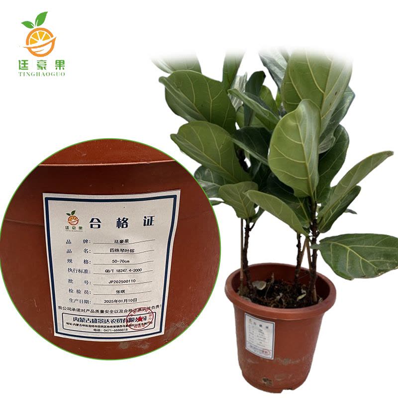 廷豪果 四株琴叶榕 50-70cm图片