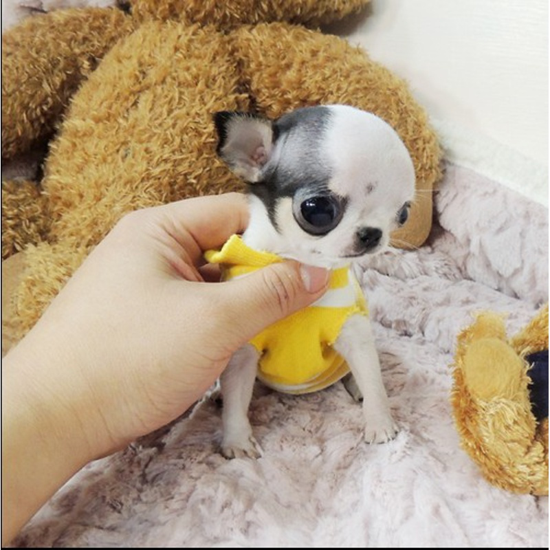 纯种铁包金吉娃娃幼犬活体长不大的小型黑白花色茶杯犬家养宠物狗