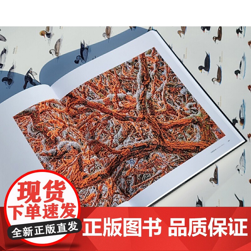 [央视网]生命之灵 国际野生生物摄影年赛55年精选作品集地球自然风光之美野生生物摄影艺术 中国国家地理实拍照片摄影书籍画高清大图