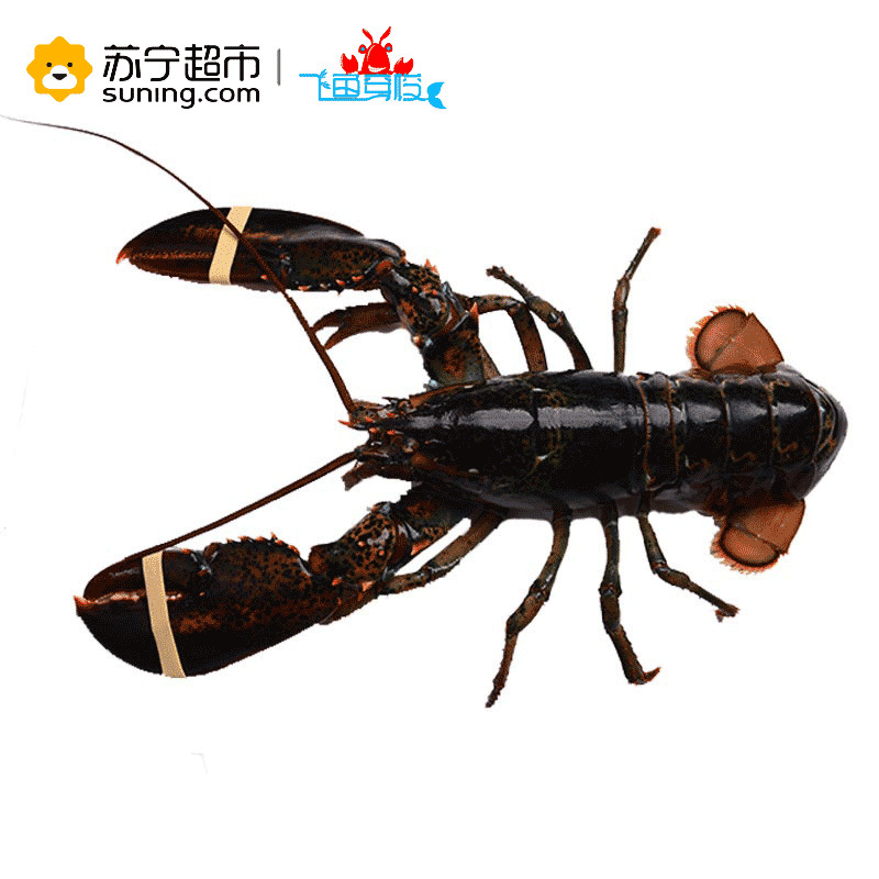 [苏宁生鲜][活鲜]加拿大 鲜活波士顿龙虾 海鲜波龙900-1000g/只 顺丰冷链航空全国配送 海鲜水产