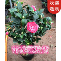 回固茶花品种一树多色五色赤丹茶花十八学士茶花盆栽名贵大红抖音 紫色光辉5年苗 不含盆