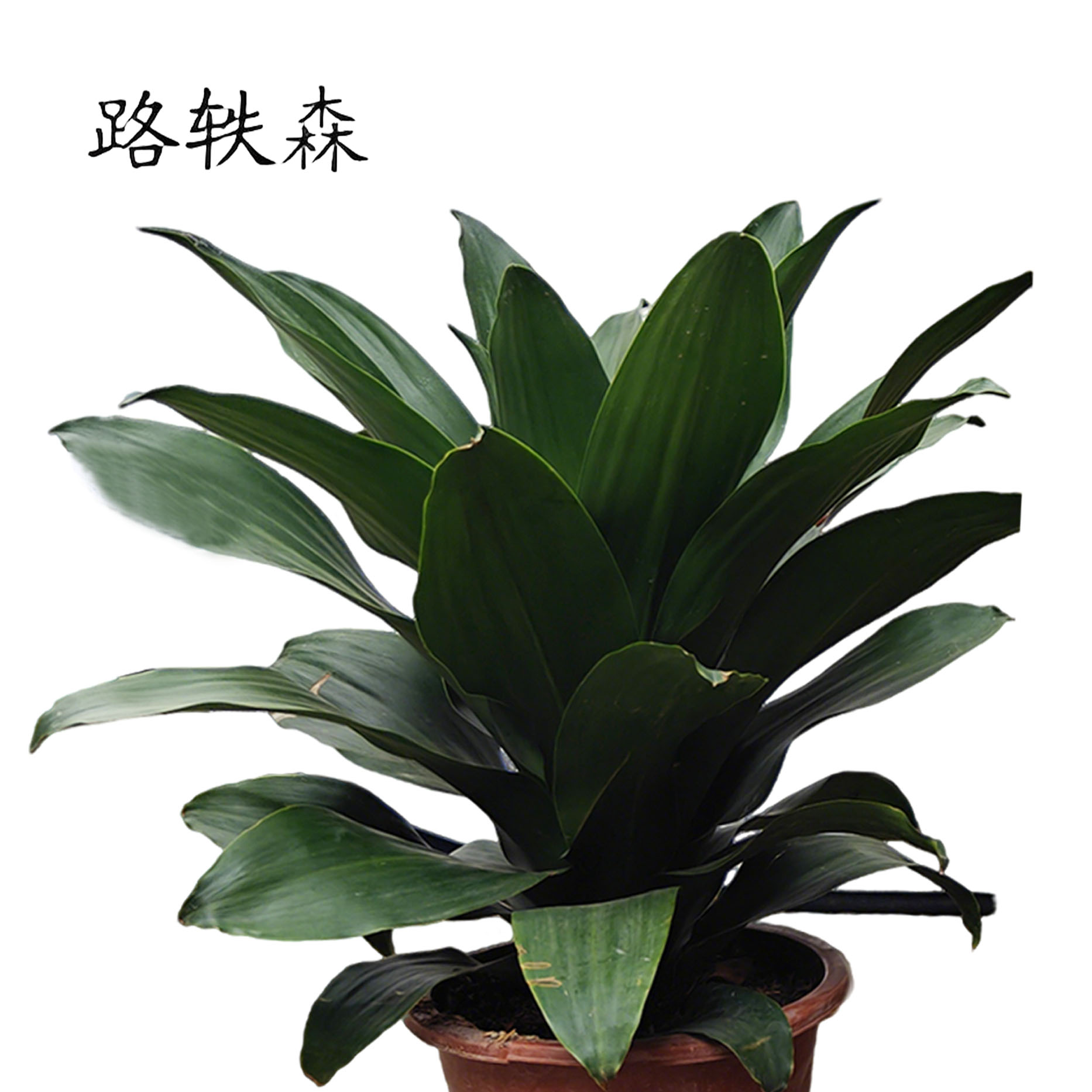 路轶森 精品也门铁 50cm 棵高清大图