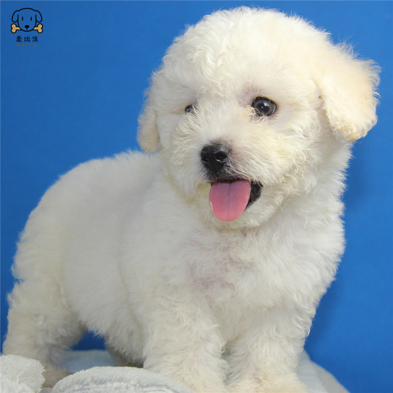 麦比佳宠物 比熊犬 比熊幼犬活体 宠物狗狗 法国卷毛比熊狗 双血统精品白色活体比熊 小体玩具型茶杯犬标准型视频可选高清大图