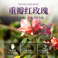 杞果小圣宁夏非遗18度玫瑰枸杞酒枸杞酒古法酿造技艺微醺酒187ML瓶6瓶(小箱)