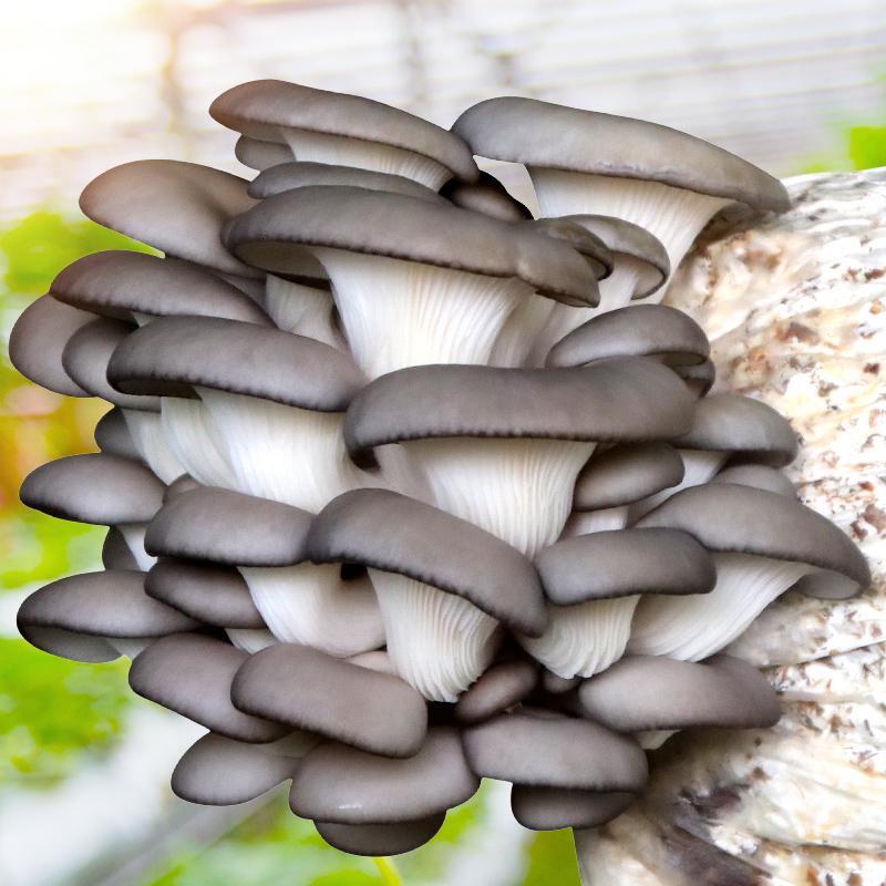 促销蘑菇种植包菌种菇种蘑菇菌包食用菌平菇种菌家庭室内种植