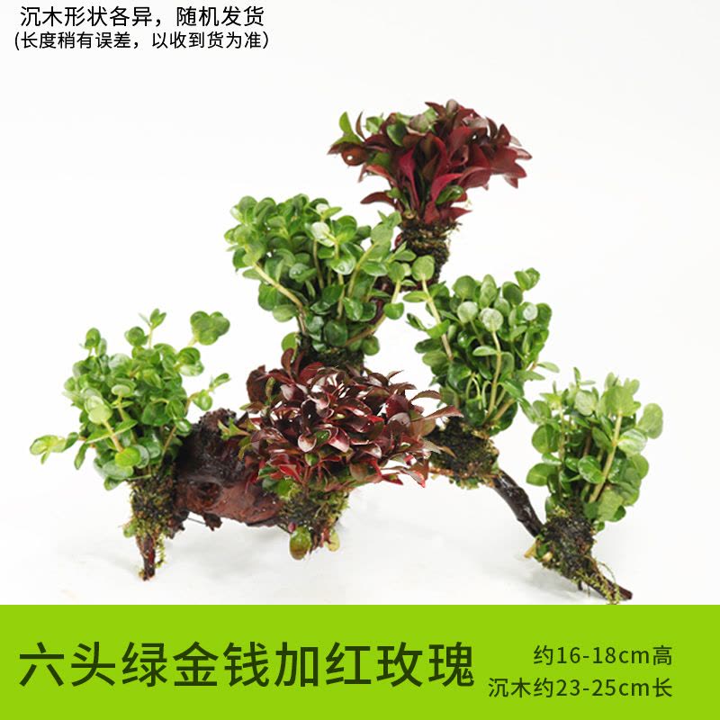 鱼缸装饰造景套餐真水沉木后景缸植物淡水小水榕养鱼懒人图片