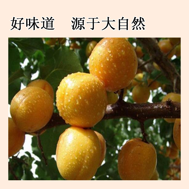 甘草杏138g/袋高清大图