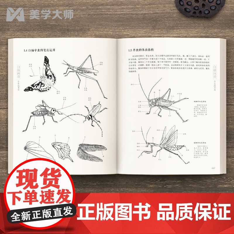 2022新书 白描画谱 草虫蔬果篇 中国工笔技法画册集书籍入门初自学者零基础教程材成人手绘临摹勾线名家底稿图大全美术绘画高清大图