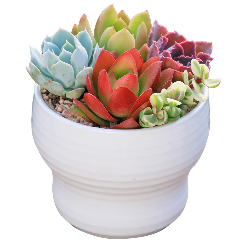 弹痕多肉植物组合盆栽新款肉肉绿植含盆土套餐室内花卉办公室净化空气