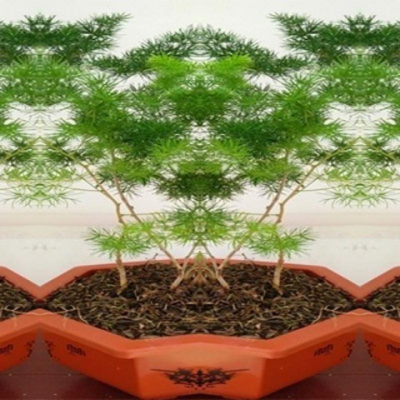 土猴年吉祥猴生肖聚财植物室内小型盆栽蓬莱松盆景招财树盆栽送肥料