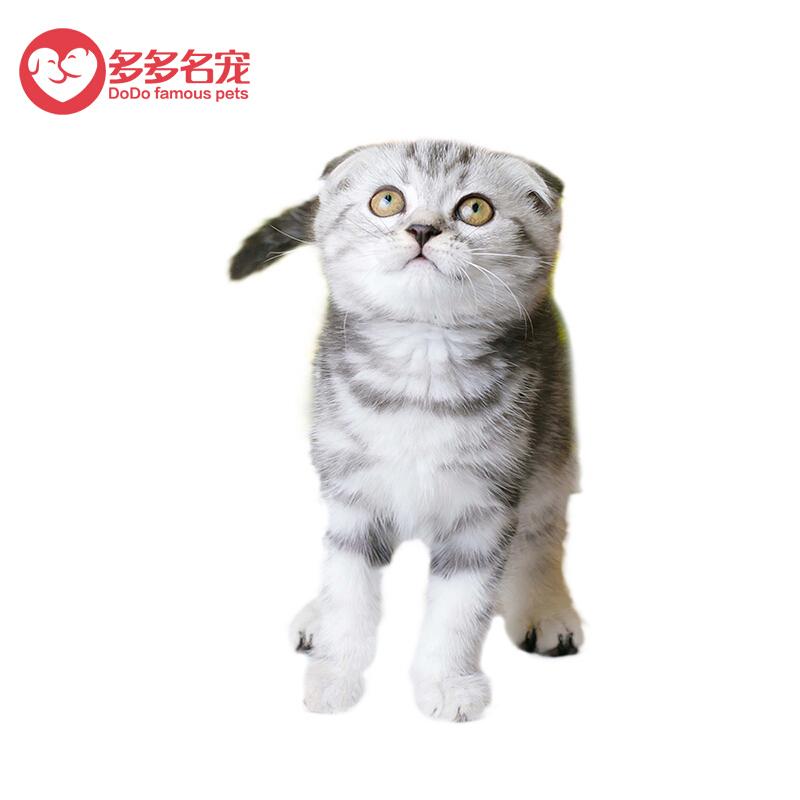 多多名宠猫咪美短银虎斑猫美短银虎斑猫美短银渐层美短猫美国短毛猫幼猫美短虎斑猫咪幼崽 价格图片品牌报价 苏宁易购多多名宠旗舰店