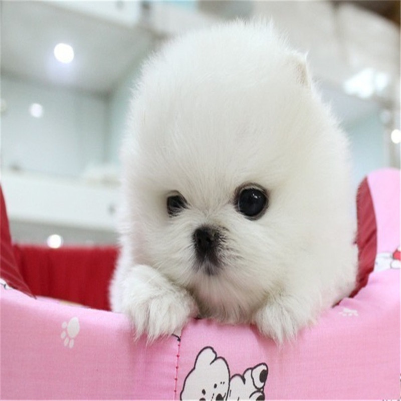 纯种博美幼犬活体长不大的宠物狗小型可爱好养迷你俊介犬动物活物