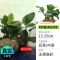 鱼缸造景莫斯沉木水榕无土植物懒人增氧真水草趴地矮珍珠陀草