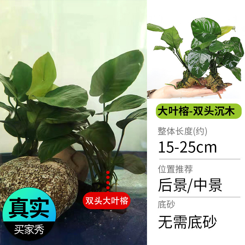 鱼缸造景莫斯沉木水榕无土植物懒人增氧真水草趴地矮珍珠陀草