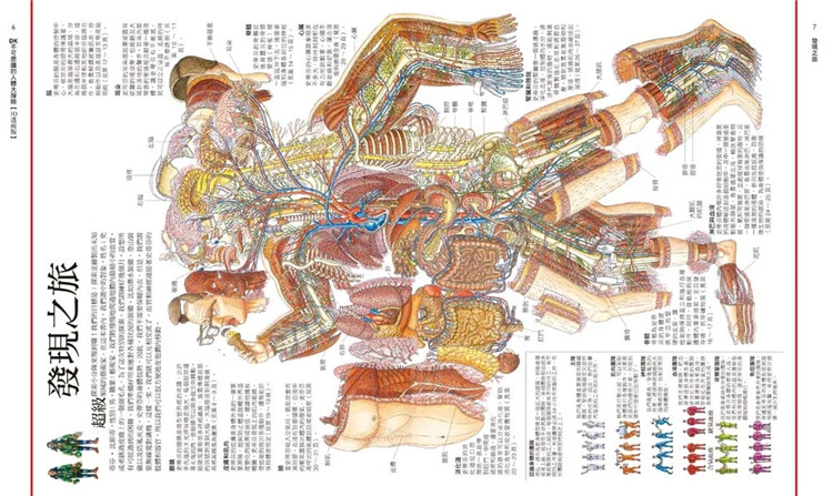 [正版] DK不可思议的人体大探险3D透视版横向剖面×透视拉页 22 理查.普雷特 和平国际 进口原版高清大图