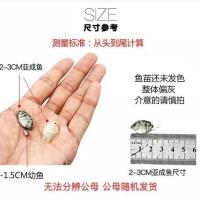 观赏鱼淡水小型鱼迷你鹦鹉鱼宝蓝迷你鹦鹉鱼苗白金迷你鹦鹉鱼 宝蓝1-2cm5条