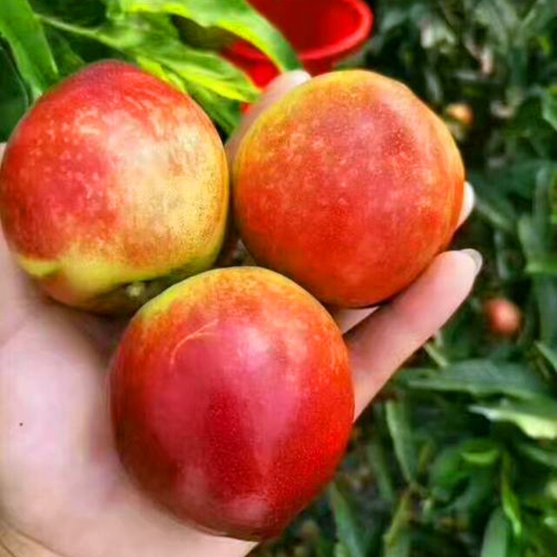 鲜贝达 黄心油桃5斤装桃子新鲜水果高清大图