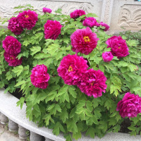 洛阳牡丹花苗盆栽盆景室内外阳台桌面花卉绿植物玫瑰芍药当年开花