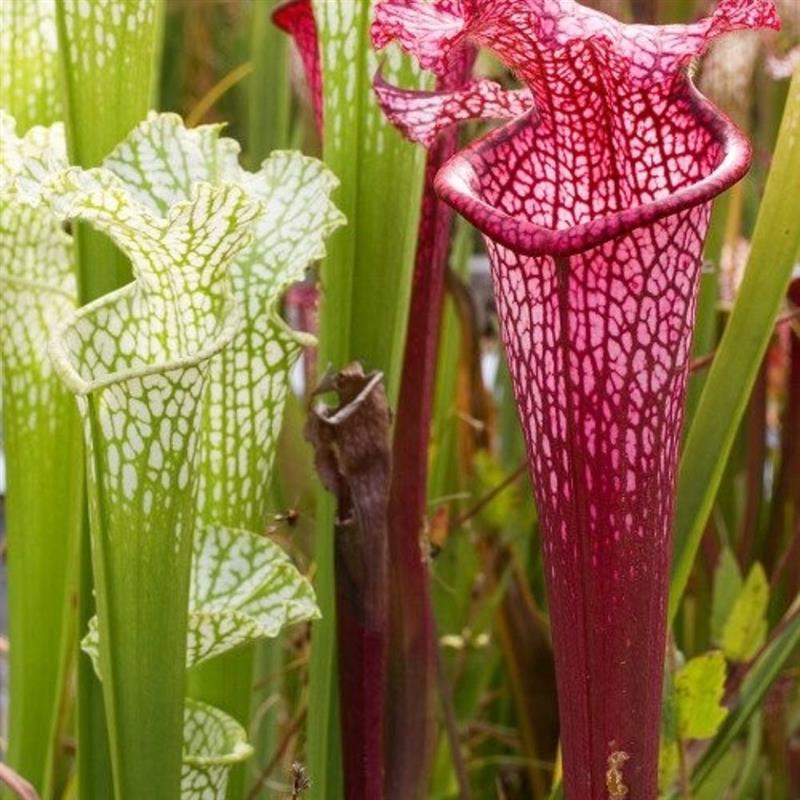 瓶子草食虫植物捕蝇驱蚊草捕虫草食人花吃人花超大室内绿植盆栽