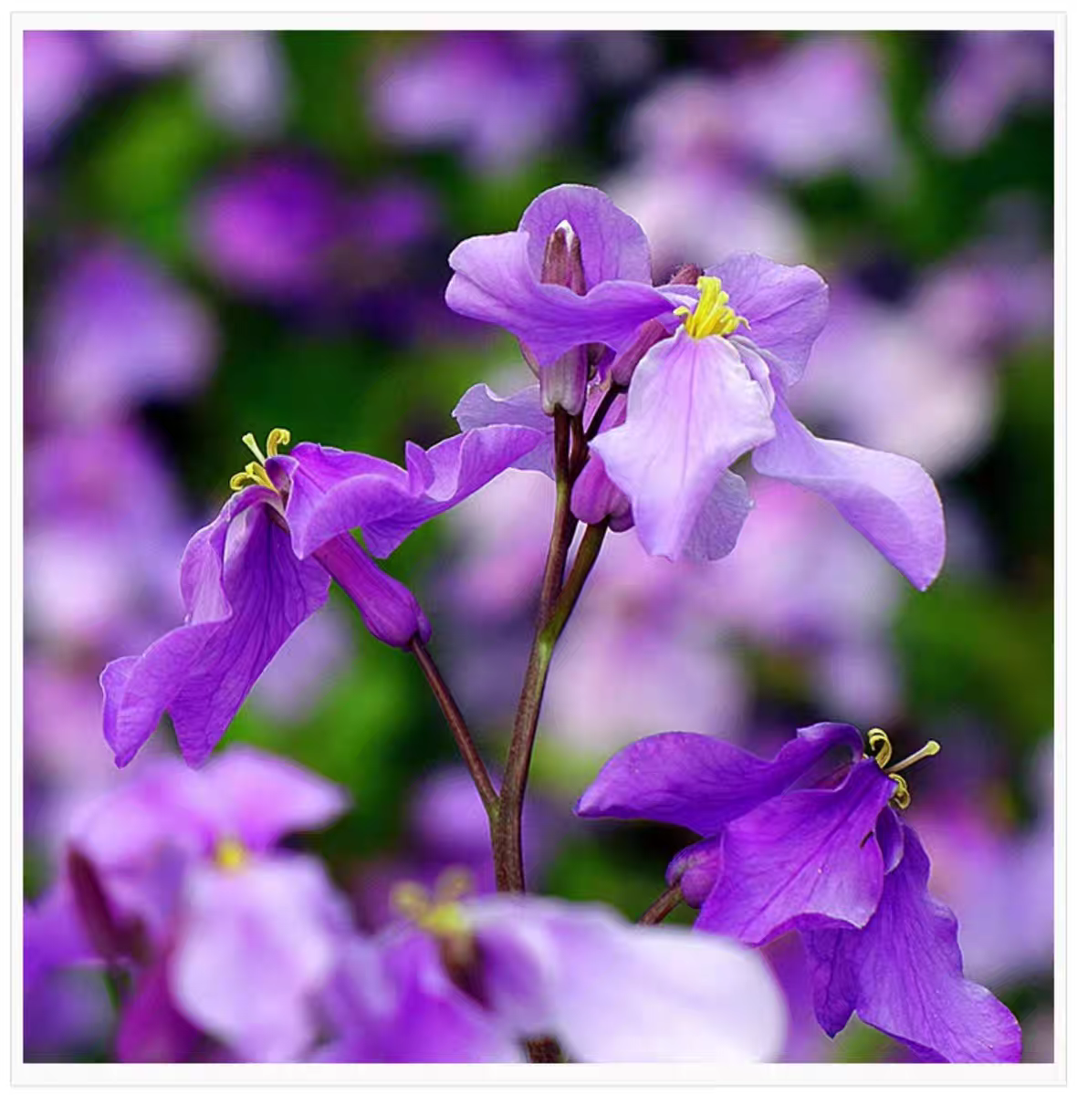 诚智旺 二月兰花籽 500g /袋高清大图