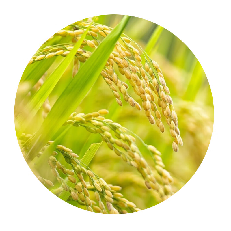 米妹妹遇稻锦鲤富硒大米1kg高清大图