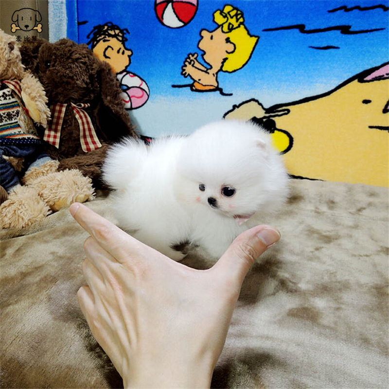 麦比佳 狗狗活体 纯种博美犬幼犬活体宠物狗狗哈多利系球体博美狗 玩具型博美犬茶杯犬长不大博美日系俊介犬高清大图