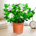 栀子花盆栽花卉植物室内绿萝箩阳台水培绿植茉莉花四季好养九里植 带花苞精品120#栀子花原盆土+营养液