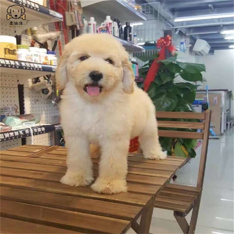 巨型贵宾犬幼犬 狗狗活体巨贵幼犬 纯种血统巨大型泰迪贵宾宠物狗 卷毛贵宾大型泰迪狗 健康保障视频挑选高清大图