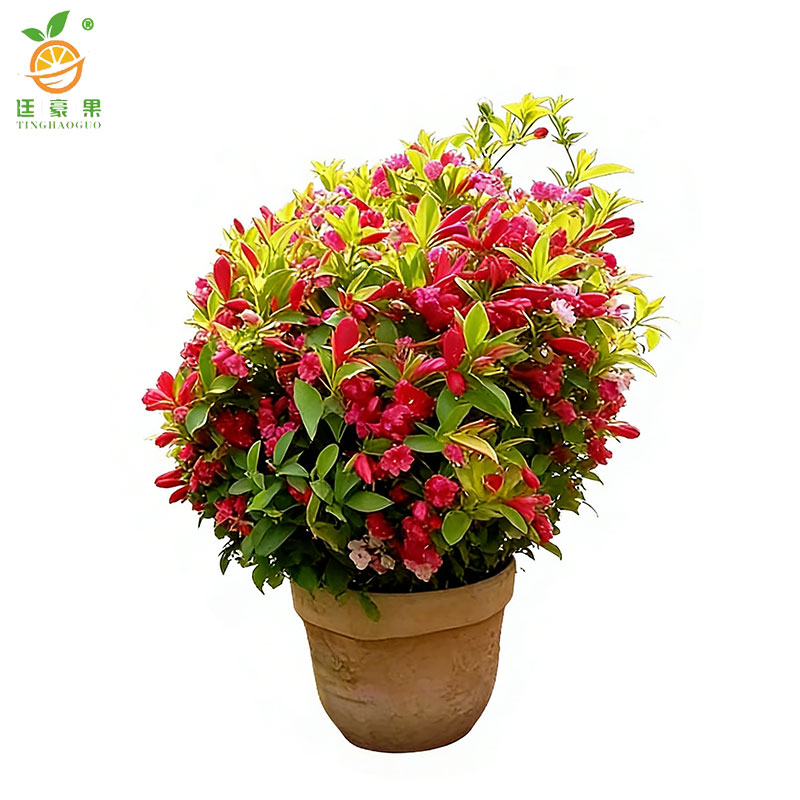 廷豪果 锦带球 冠幅80cm /棵高清大图