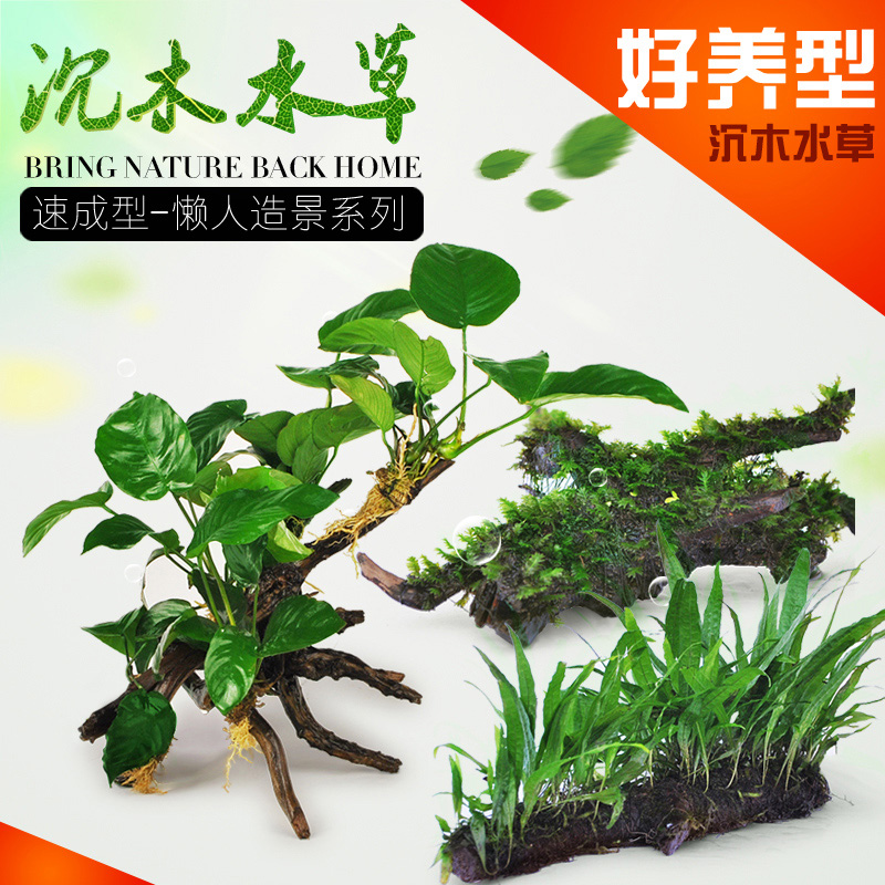 水木头沉木水榕莫丝树成品热带鱼缸鱼缸造景装饰沉木莫斯免CO2高清大图