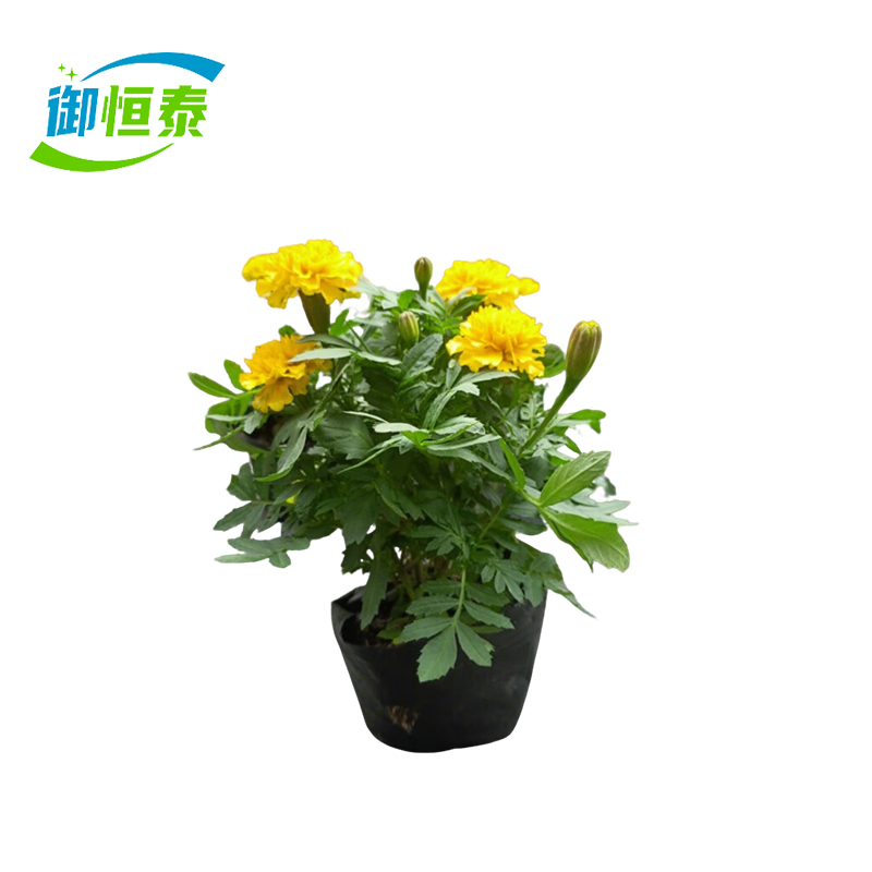 御恒泰 万寿菊 黄色 束高清大图