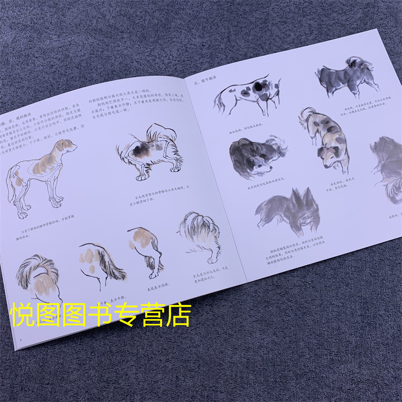 [正版]学画宝典中国画技法:狗 陈增胜著 狗的画法步骤教程 国画翎毛走兽画动物画技法基础入门步骤讲解教程 福建美术出版9高清大图